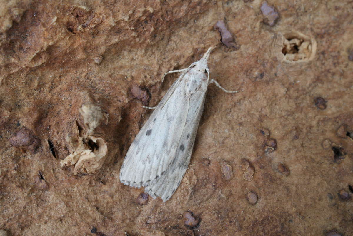 Bee Moth (Aphomia sociella) photographed in Kent by Dave Shenton 