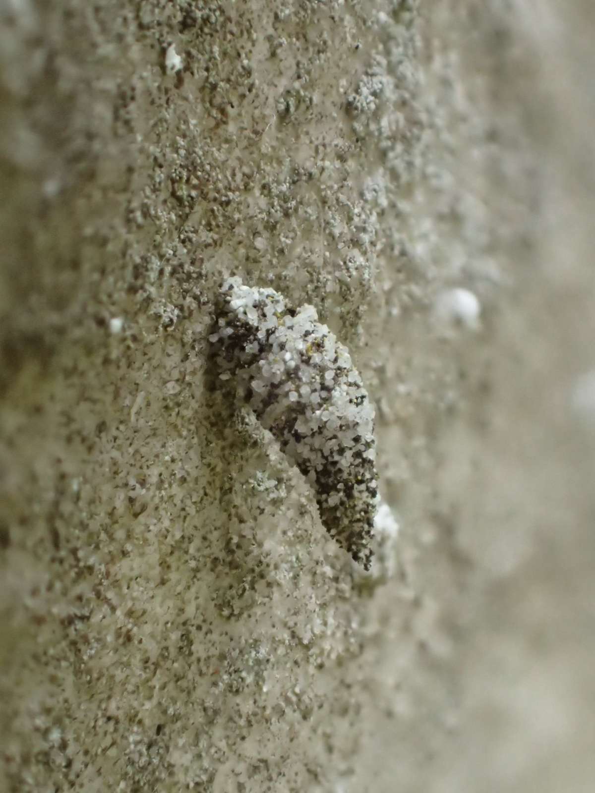 Virgin Bagworm (Luffia lapidella) photographed at Ash Churchyard  by Dave Shenton