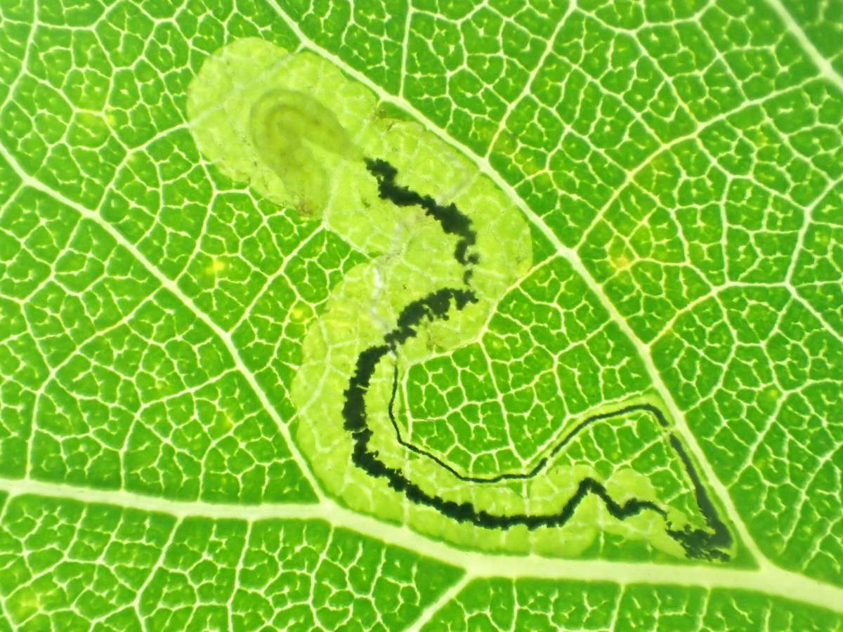 Black-poplar Pigmy (Stigmella trimaculella) photographed at Whitstable  by Dave Shenton 