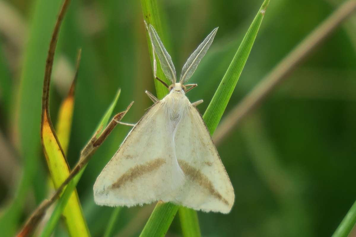 Straw Belle (Aspitates gilvaria) photographed in Kent by Terry Dunk