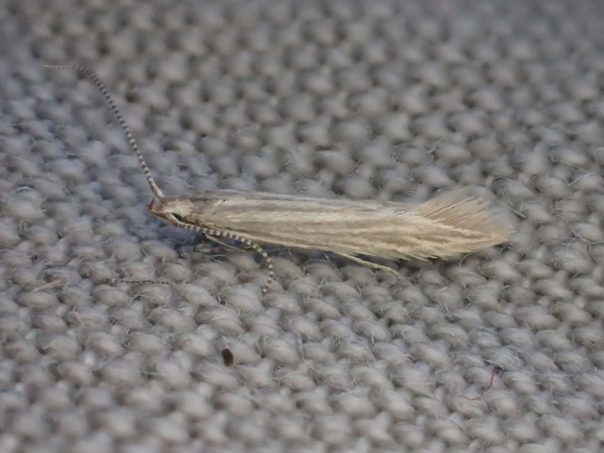 Wood-rush Case-bearer (Coleophora otidipennella) photographed at Shadoxhurst by Dave Shenton