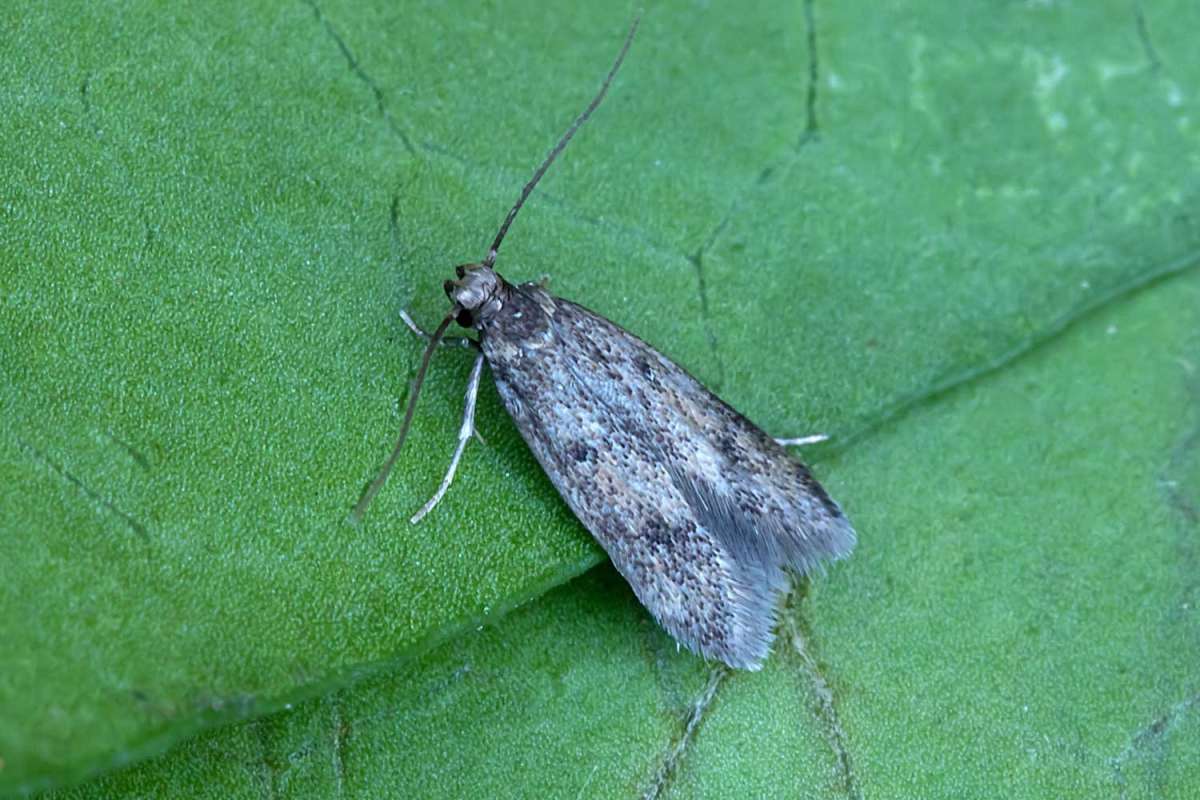 Small Dingy Tubic (Borkhausenia fuscescens) photographed in Kent by Peter Maton