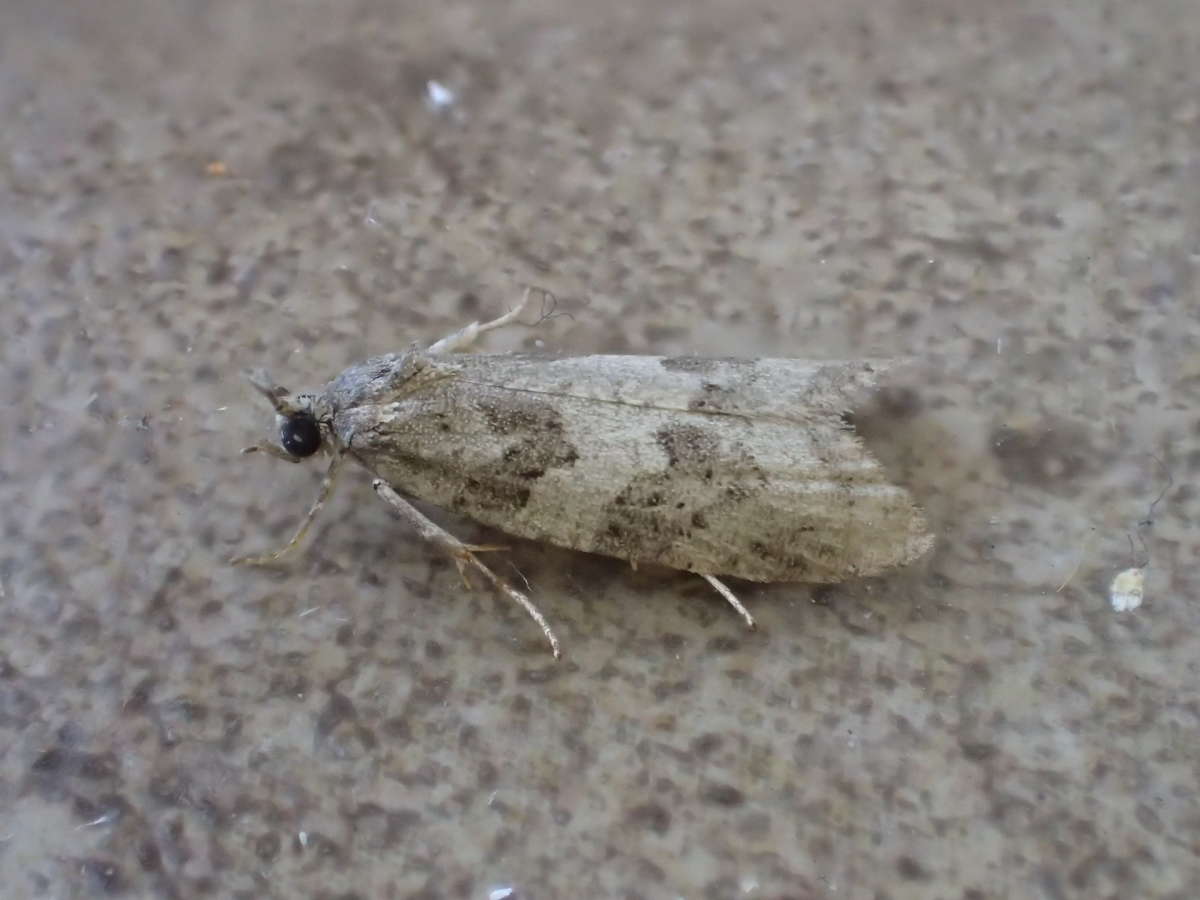 Light Grey Tortrix (Cnephasia incertana) photographed in Kent by Dave Shenton 