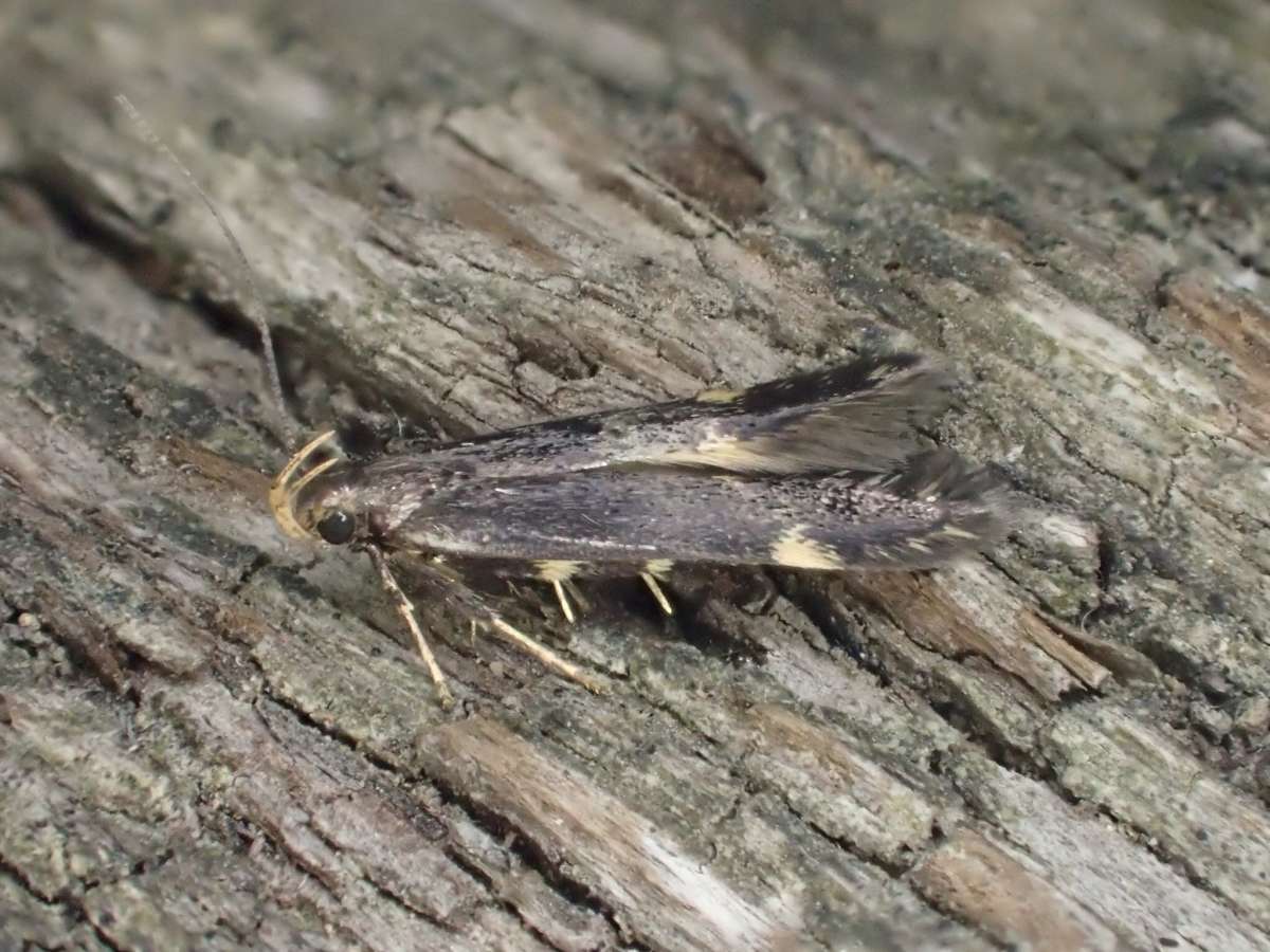 Two-spotted Neb (Oxypteryx atrella) photographed in Kent by Dave Shenton 