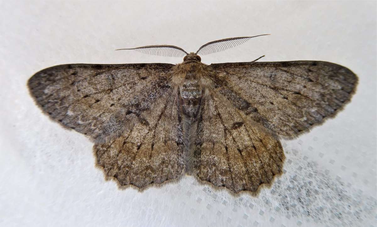 Pale Oak Beauty (Hypomecis punctinalis) photographed in Kent by John Dale 