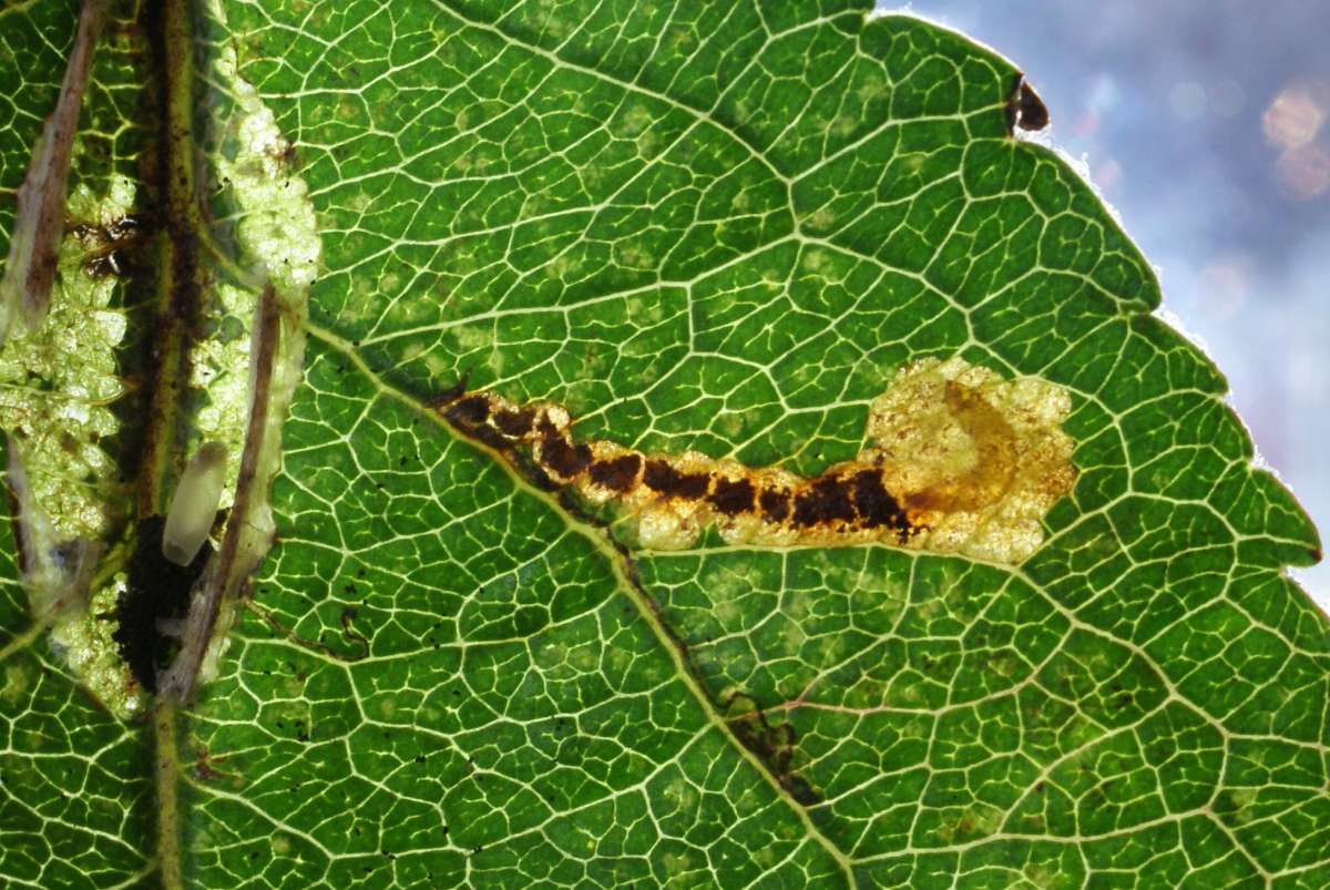 Grey Apple Pigmy (Stigmella incognitella) photographed in Kent by Dave Shenton 