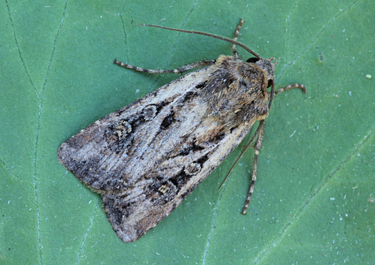 White-line Dart (Euxoa tritici) photographed in Kent by Peter Maton 