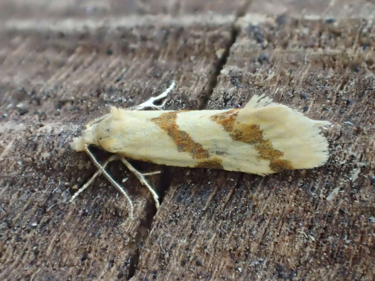 Long-barred Yellow Conch (Aethes francillana) photographed in Kent by Dave Shenton 