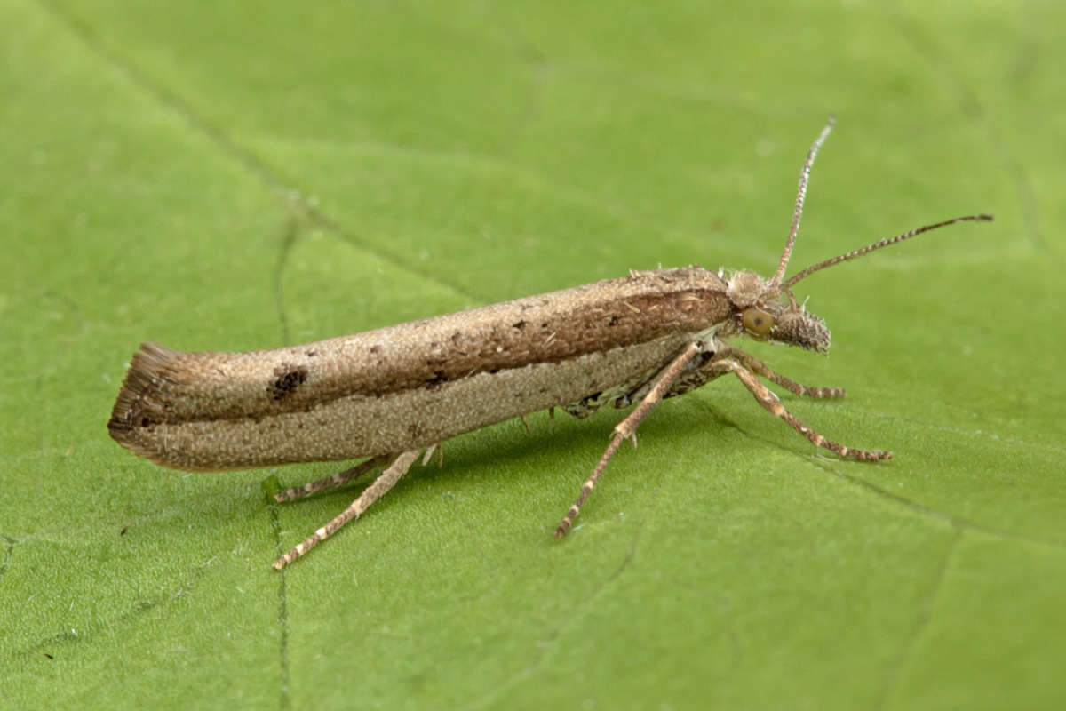 Variable Smudge (Ypsolopha ustella) photographed at Boughton-under-Blean  by Peter Maton 