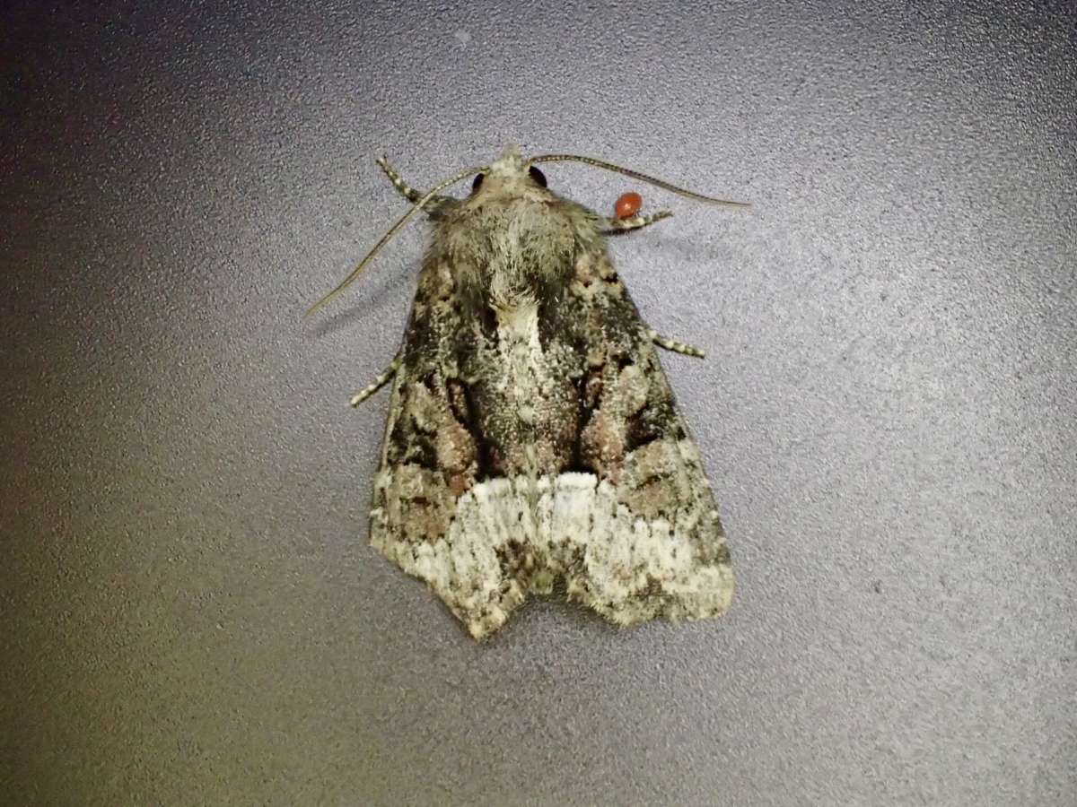 Tawny Marbled Minor (Oligia latruncula) photographed at Aylesham by Dave Shenton 