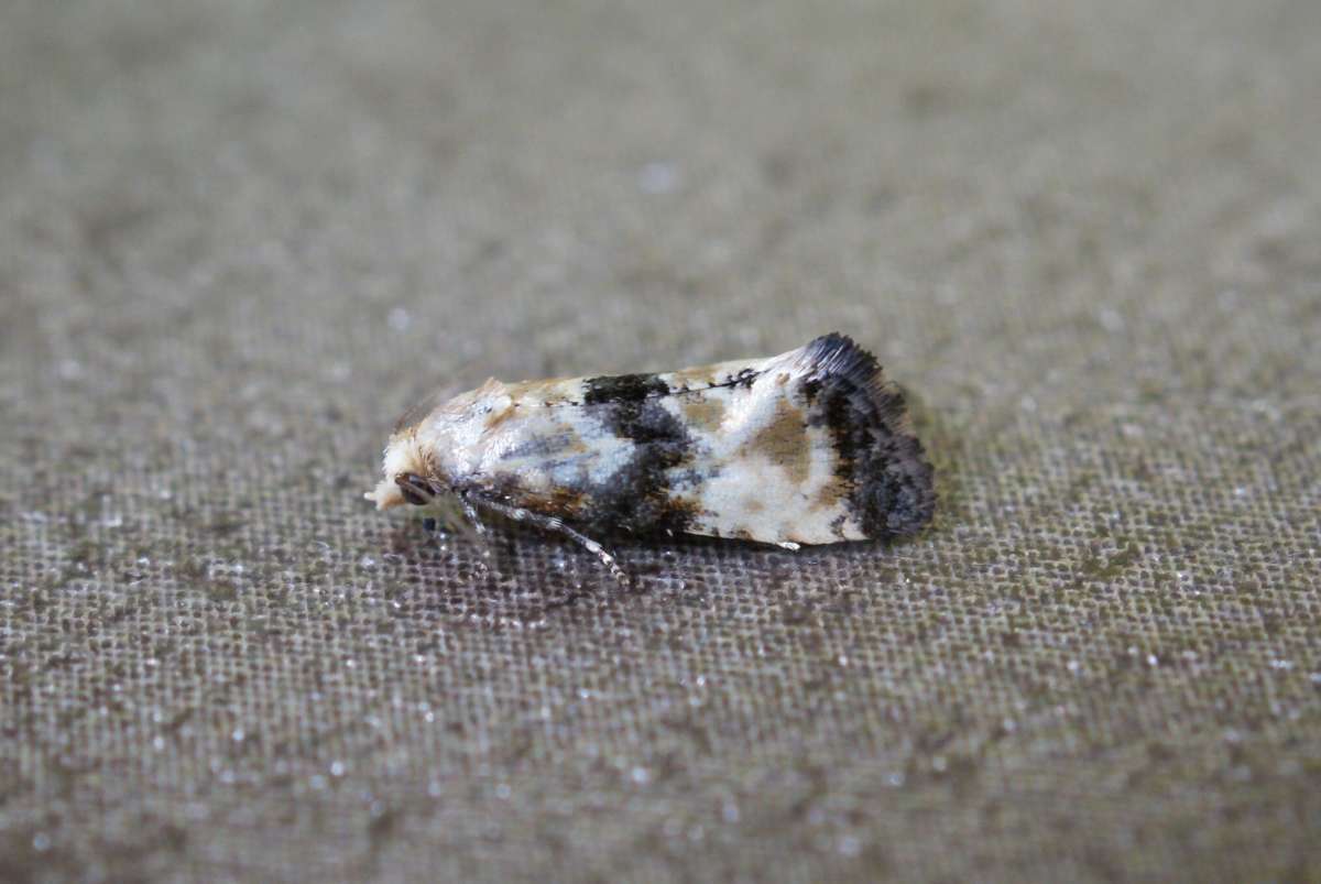 Marbled Conch (Eupoecilia angustana) photographed at Aylesham  by Dave Shenton 