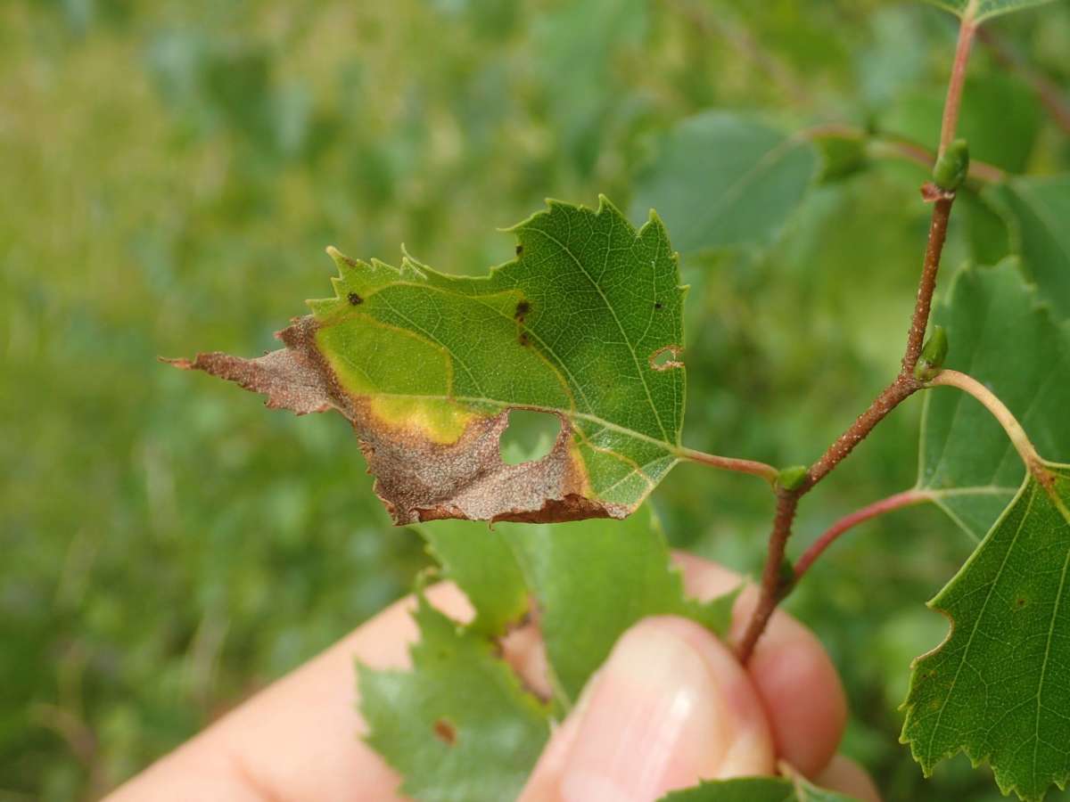 Striped Leaf-cutter (Phylloporia bistrigella) photographed in Kent by Dave Shenton 