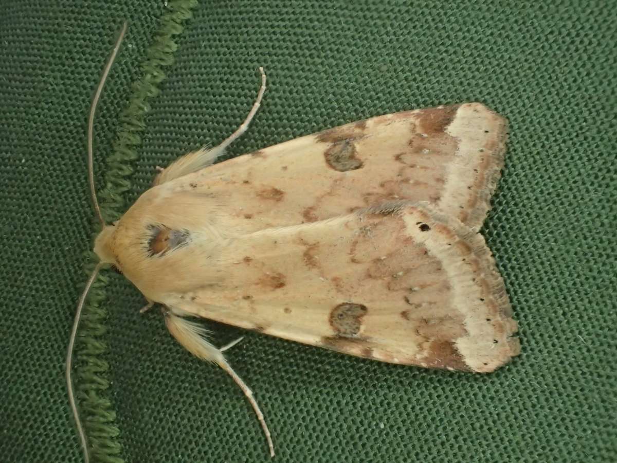 Bordered Straw (Heliothis peltigera) photographed in Kent by Dave Shenton 