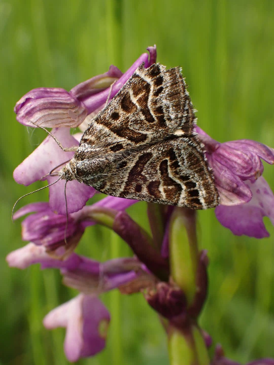 Mother Shipton (Euclidia mi) photographed at Marden  by Lou Carpenter