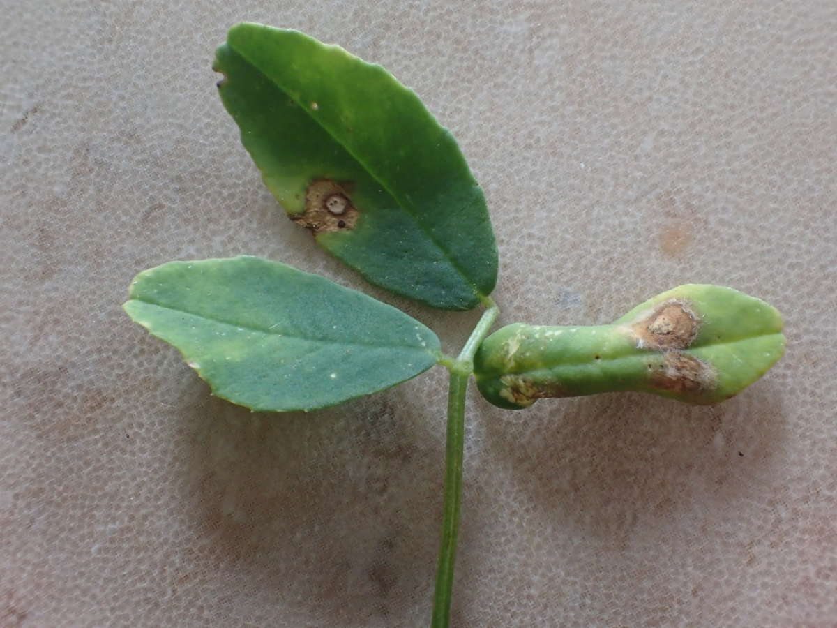  (Phyllonorycter medicaginella) photographed at Sandwich  by Dave Shenton 