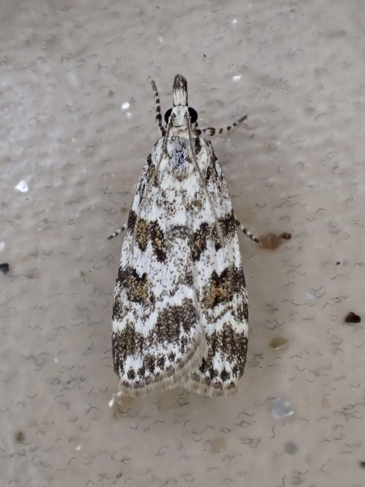 Meadow Grey (Scoparia pyralella) photographed in Kent by Dave Shenton