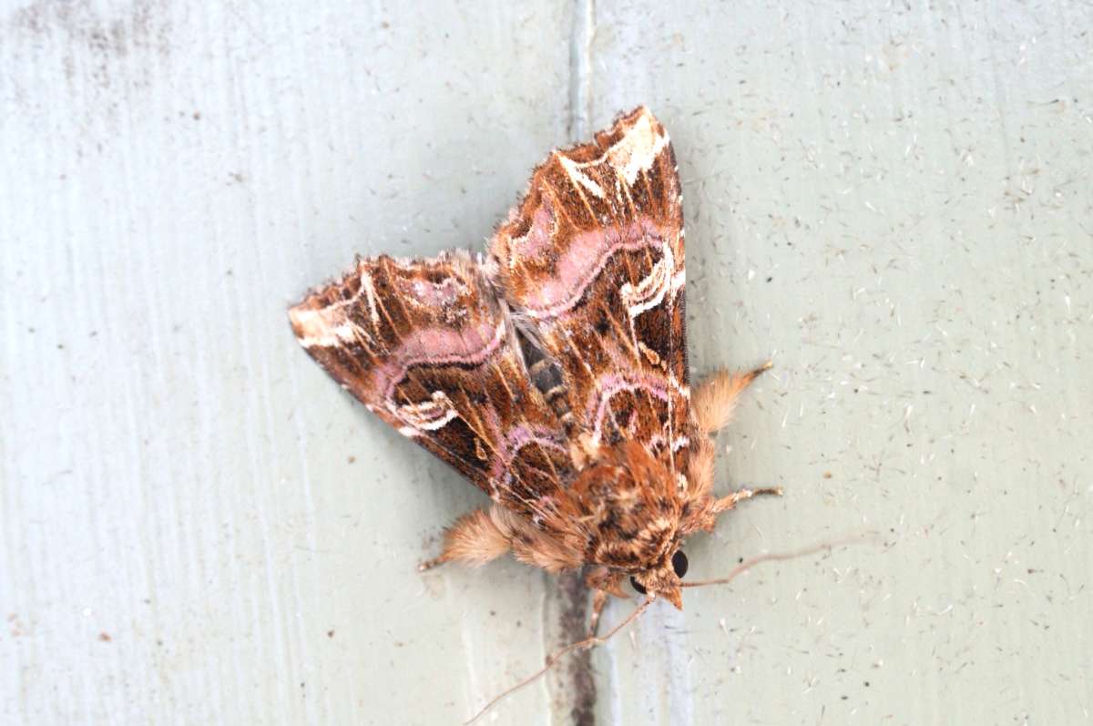 The Latin (Callopistria juventina) photographed in Kent by Dave Shenton 