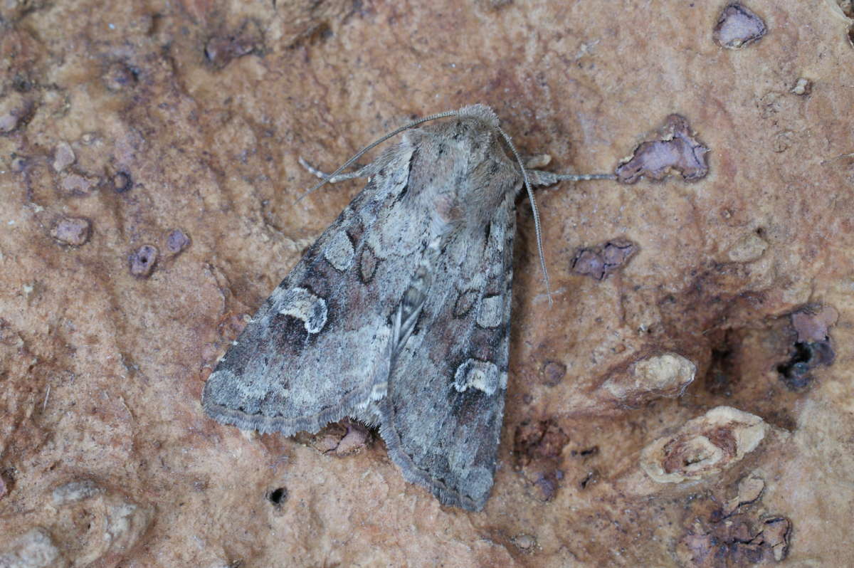 Rustic Shoulder-knot (Apamea sordens) photographed at Aylesham  by Dave Shenton 