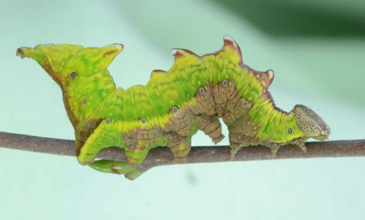 Iron Prominent (Notodonta dromedarius) photographed in Kent by Alan Stubbs