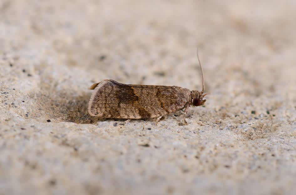 Forest Tortrix (Choristoneura diversana) photographed at Knoll Wood by Darren Taylor 