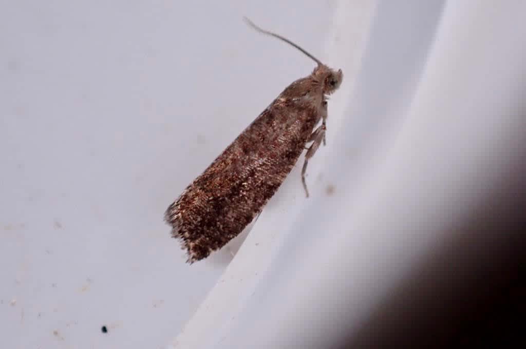 Small Spruce Bell (Epinotia nanana) photographed in Kent by Oliver Bournat 