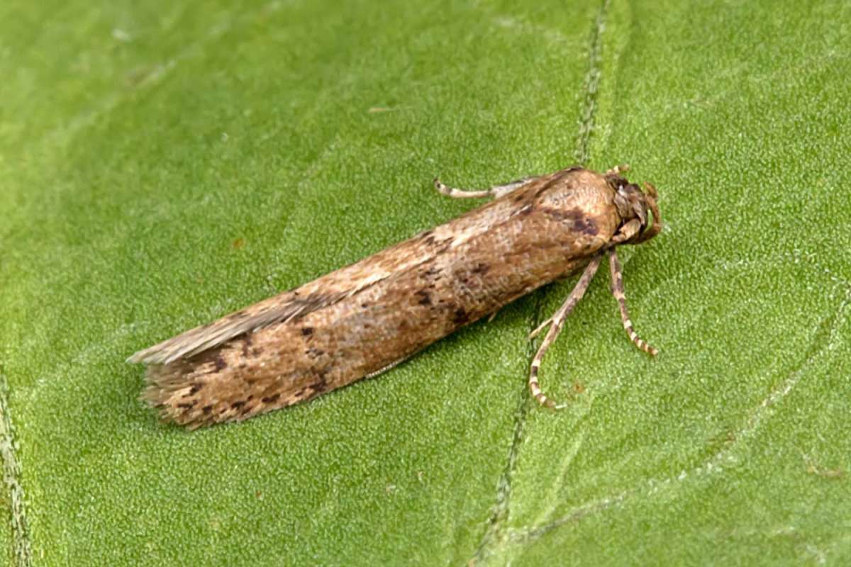 Sussex Dowd (Blastobasis vittata) photographed at Boughton-under-Blean  by Peter Maton 