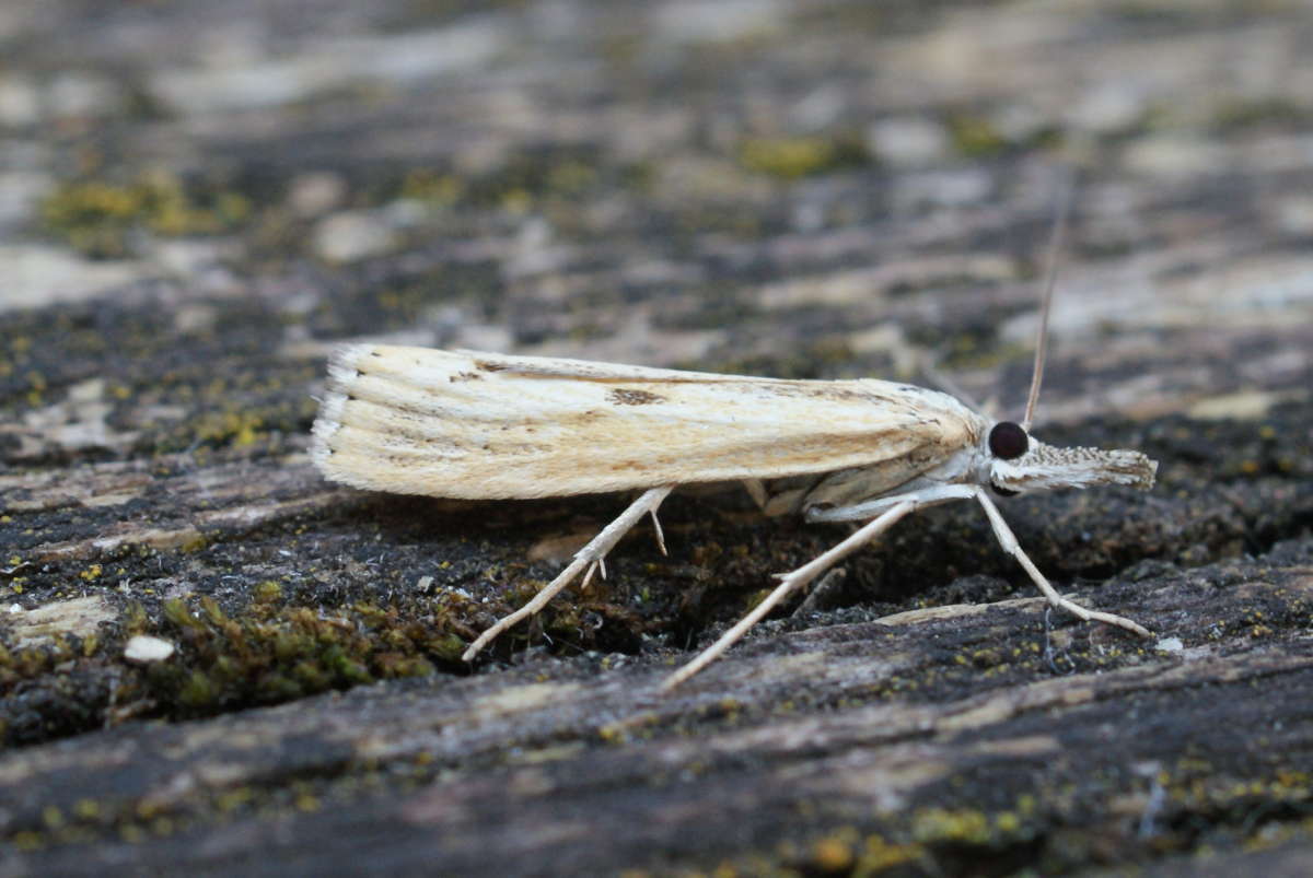 Barred Grass-veneer (Agriphila inquinatella) photographed in Kent by Dave Shenton 