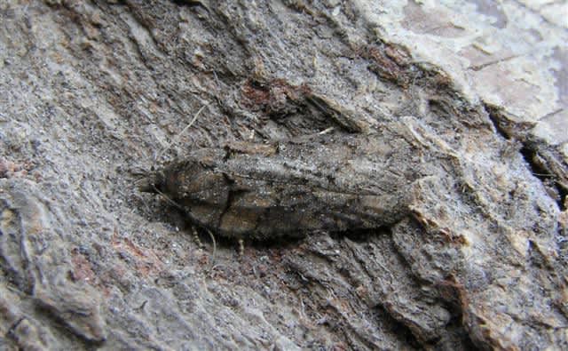 Perth Button (Acleris abietana) photographed at Covert Wood  by Julian Russell