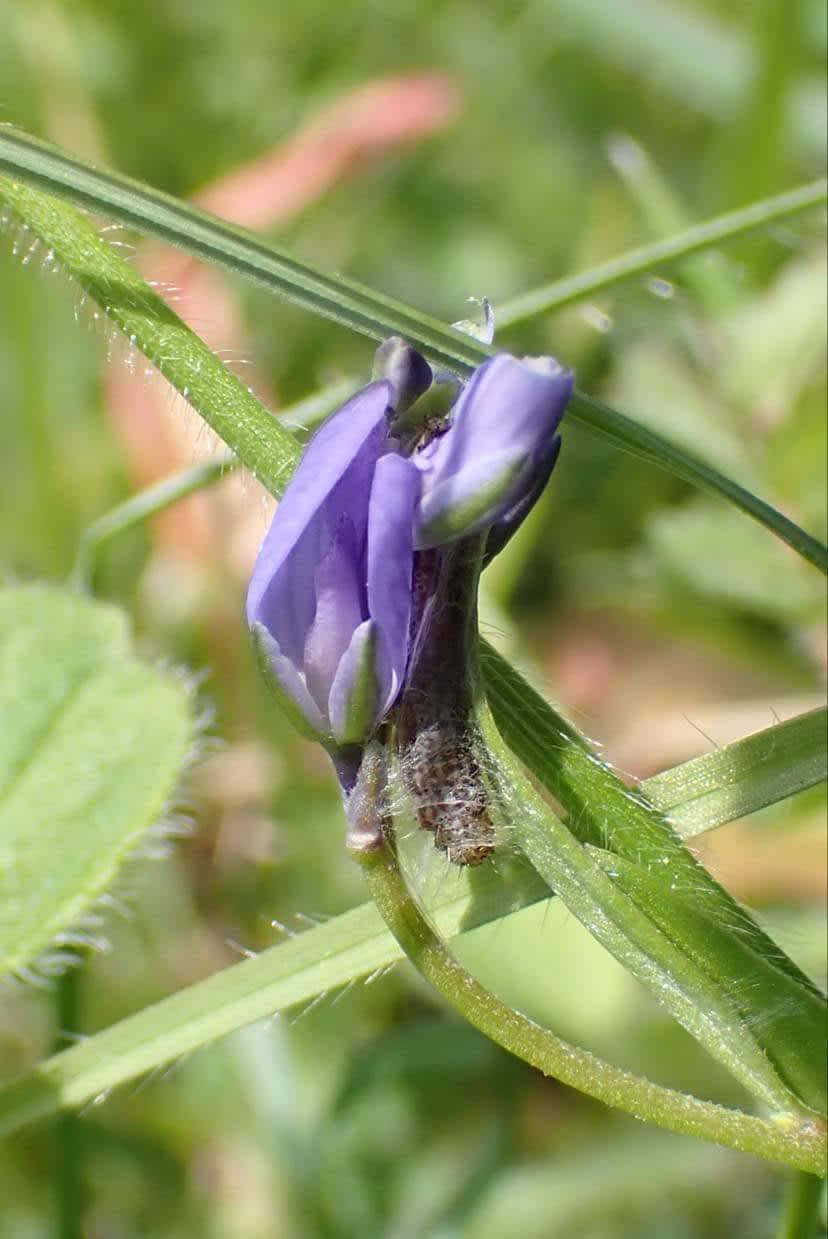 Lemon Flat-body (Hypercallia citrinalis) photographed in Kent by Olly Bournat 