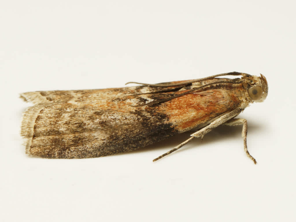 Willow Knot-horn (Sciota adelphella) photographed in Kent by David Beadle 