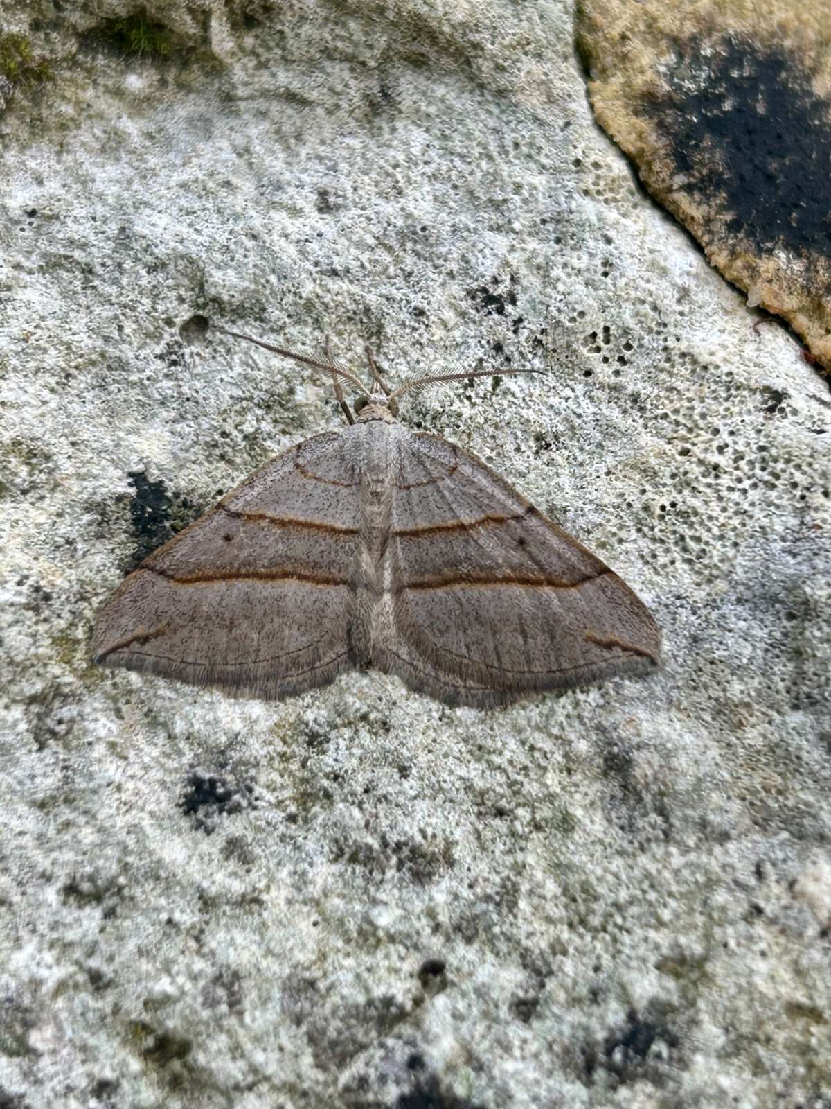 July Belle (Scotopteryx luridata) photographed in Kent by Dave Shenton