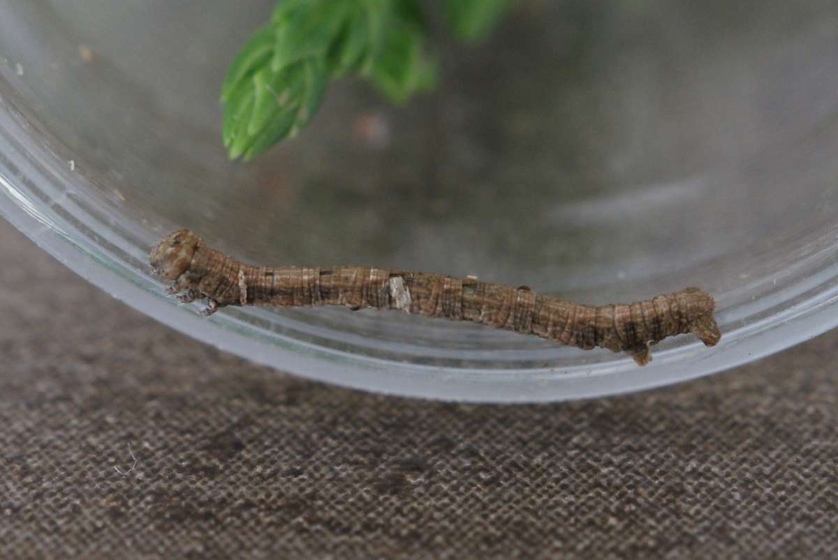 Cypress Pug (Eupithecia phoeniceata) photographed at Aylesham  by Dave Shenton 