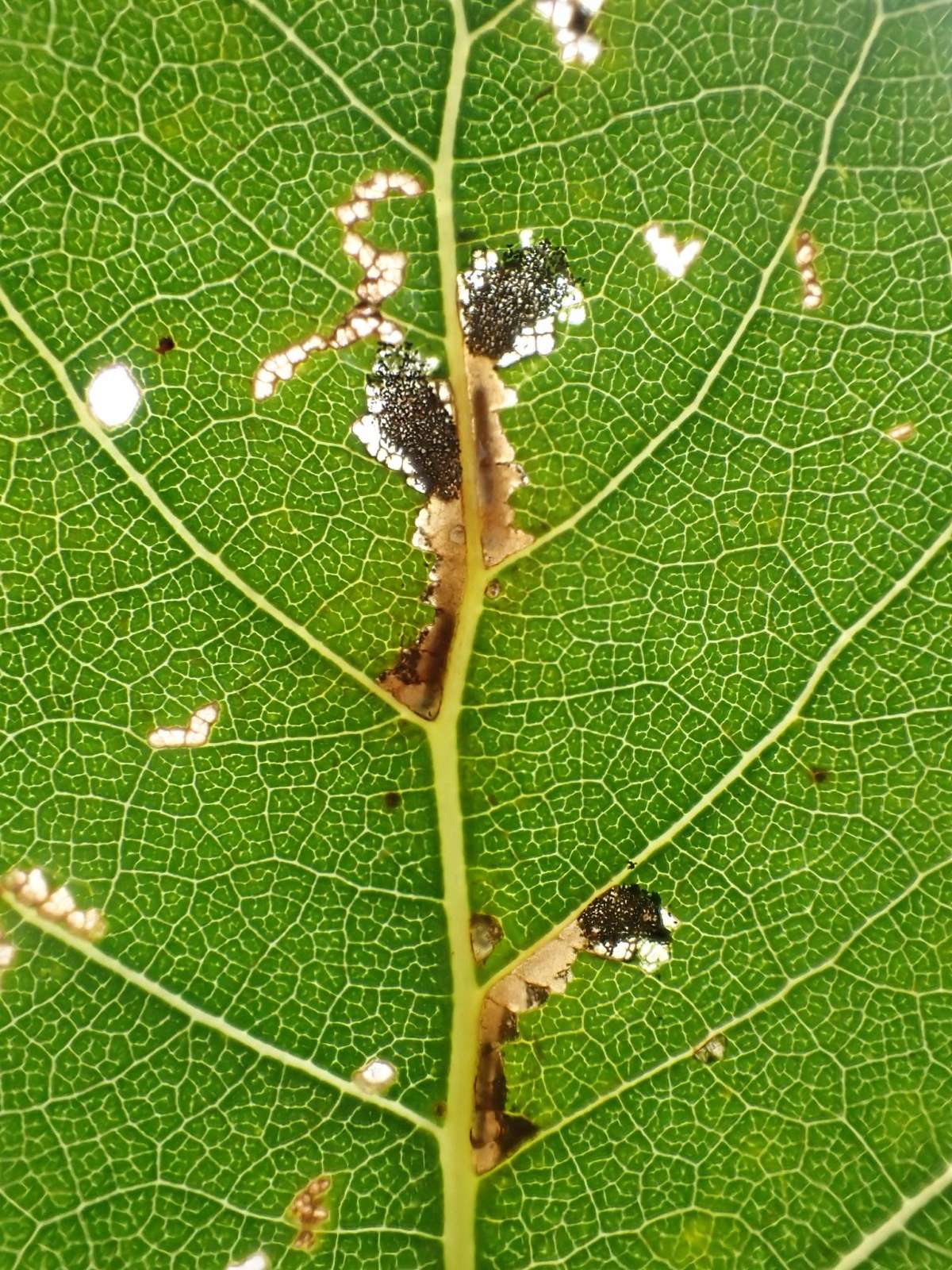 Poplar Shoot (Gypsonoma oppressana) photographed in Kent by Dave Shenton 