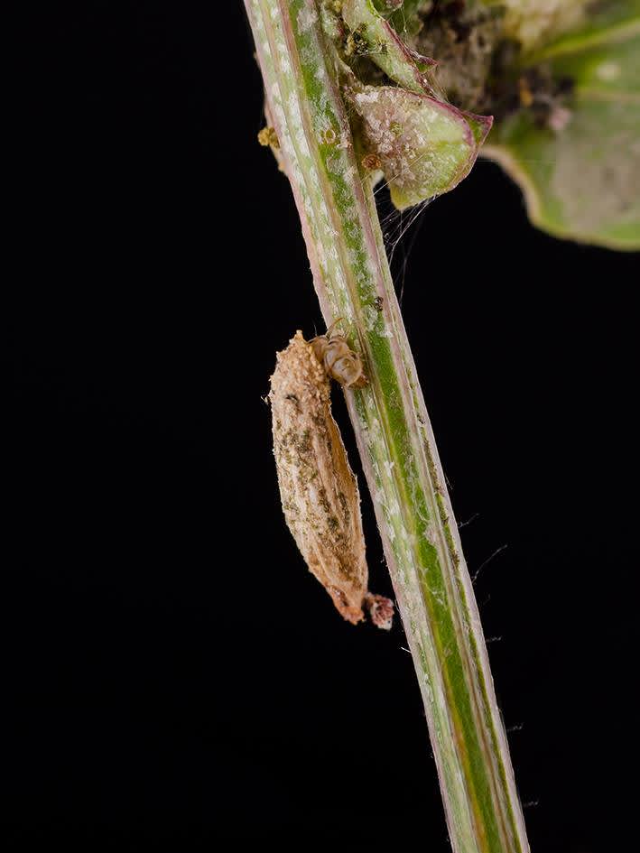 Saltmarsh Case-bearer (Coleophora atriplicis) photographed at Shellness  by Darren Taylor 