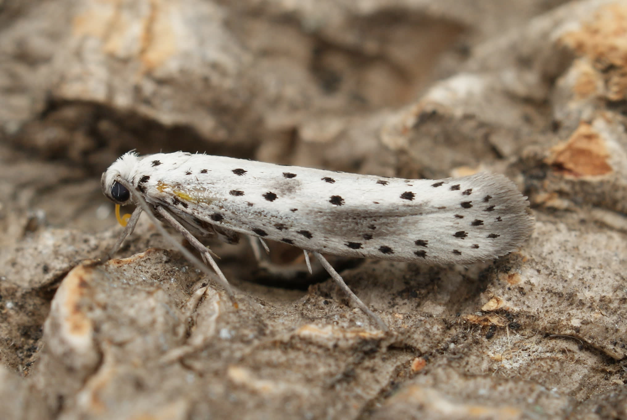 Scarce Ermine (Yponomeuta irrorella) photographed at Aylesham by Dave Shenton