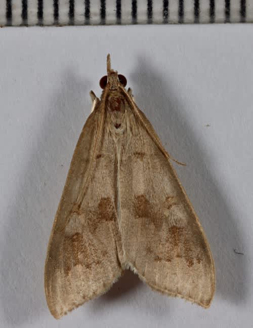 Madder Pearl (Mecyna asinalis) photographed in Kent by Steve Cutt