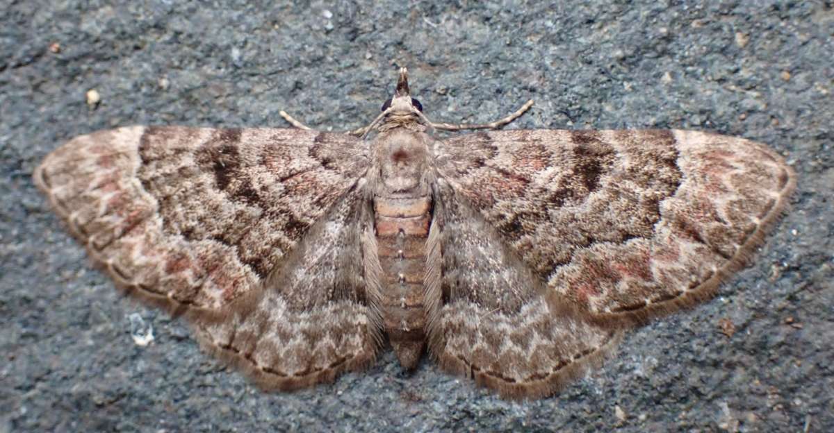 Cloaked Pug (Eupithecia abietaria) photographed in Kent by Ross Newham