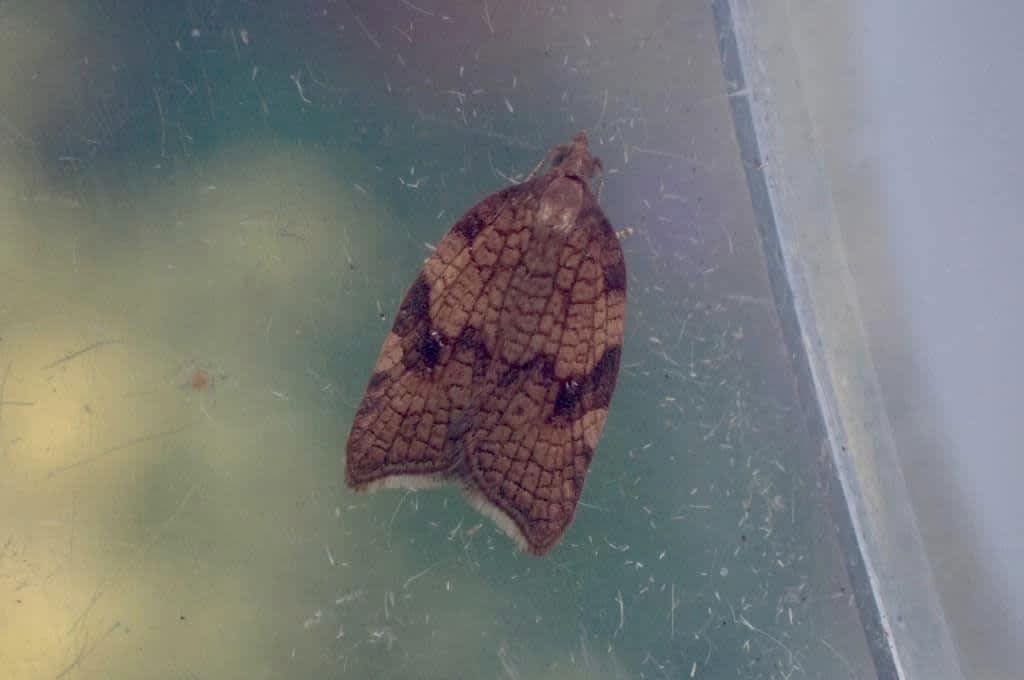 Rhomboid Tortrix (Acleris rhombana) photographed in Kent by Oliver Bournat 