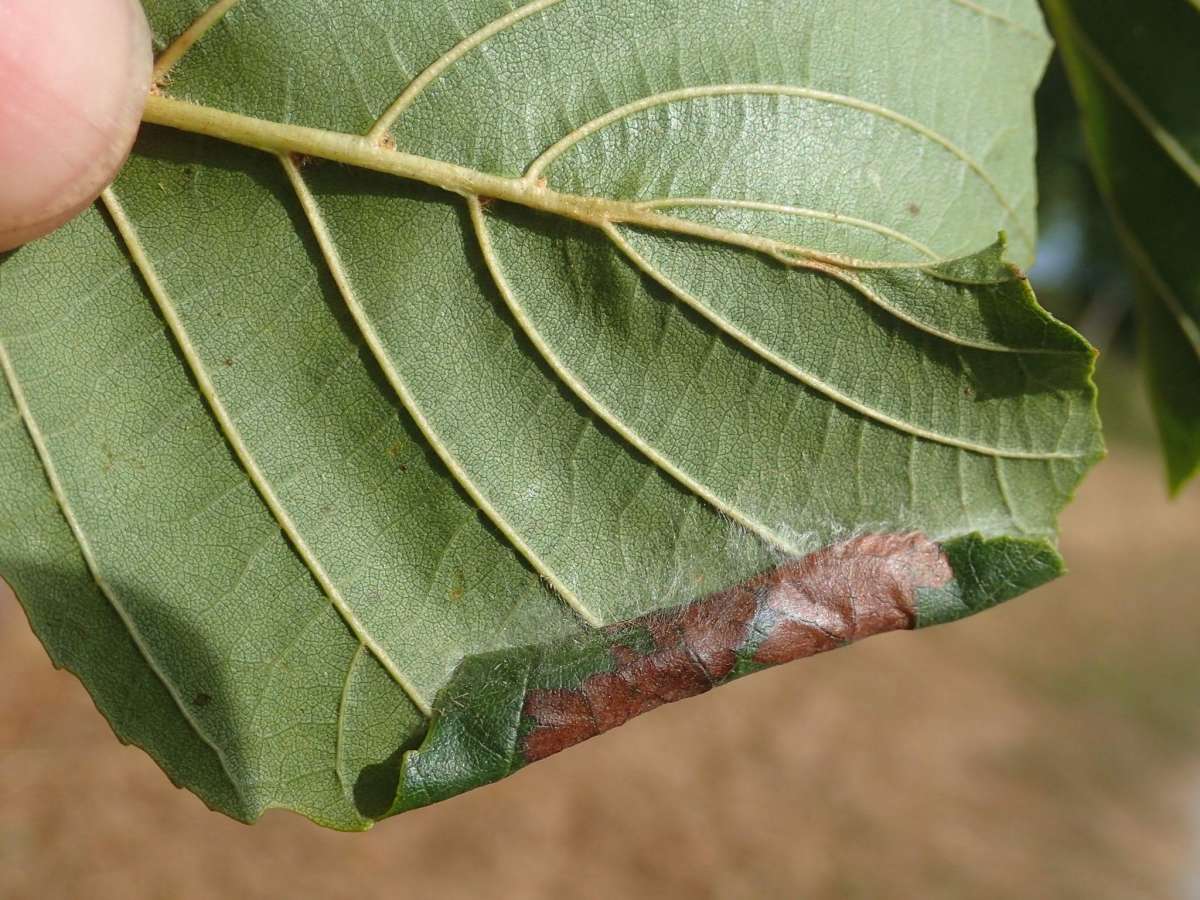 Scarce Alder Slender (Caloptilia falconipennella) photographed at Betteshanger CP by Dave Shenton 