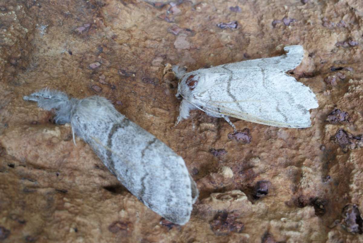 Pale Tussock (Calliteara pudibunda) photographed at Aylesham  by Dave Shenton 