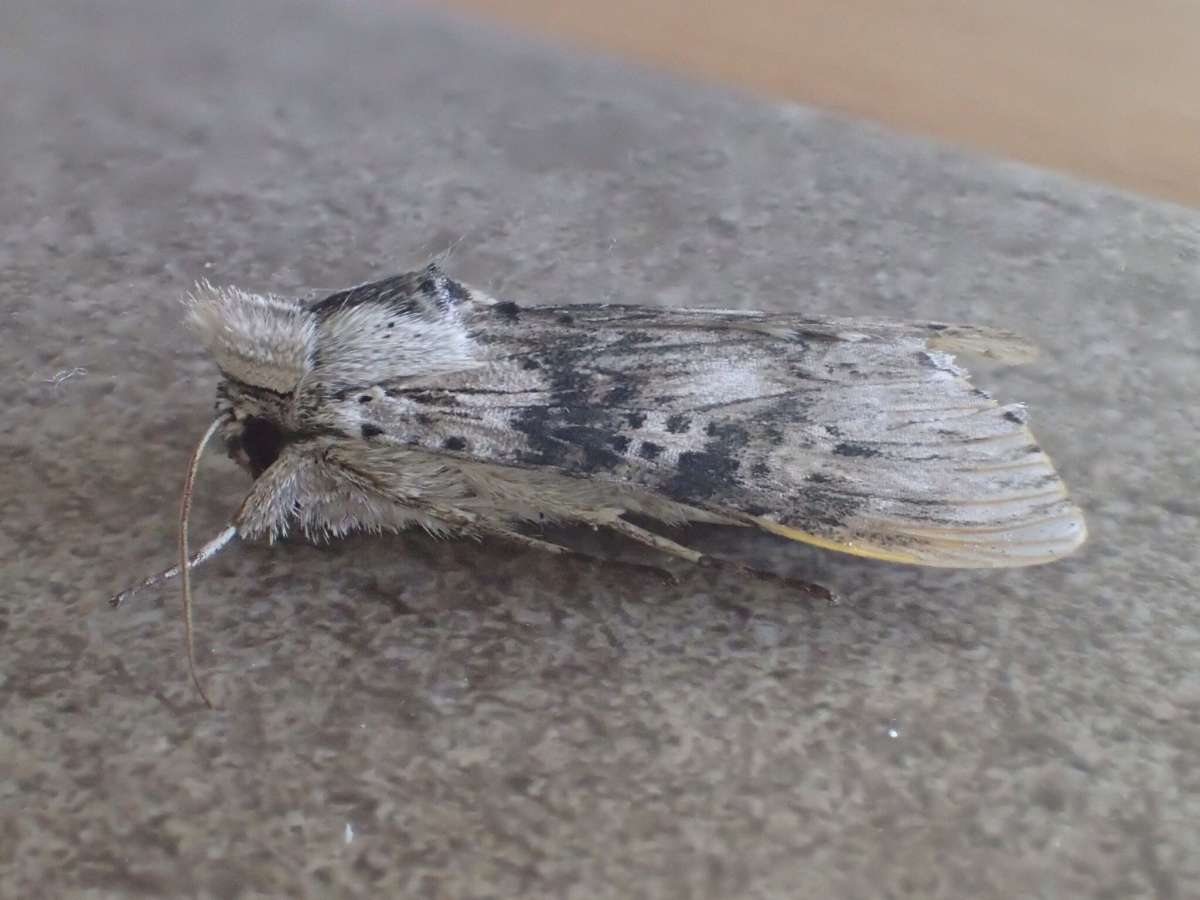 The Wormwood (Cucullia absinthii) photographed at Aylesham  by Dave Shenton 