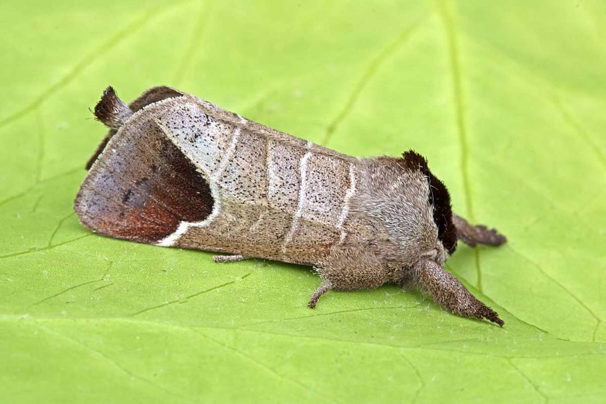 Chocolate-tip (Clostera curtula) photographed at Boughton-under-Blean  by Peter Maton