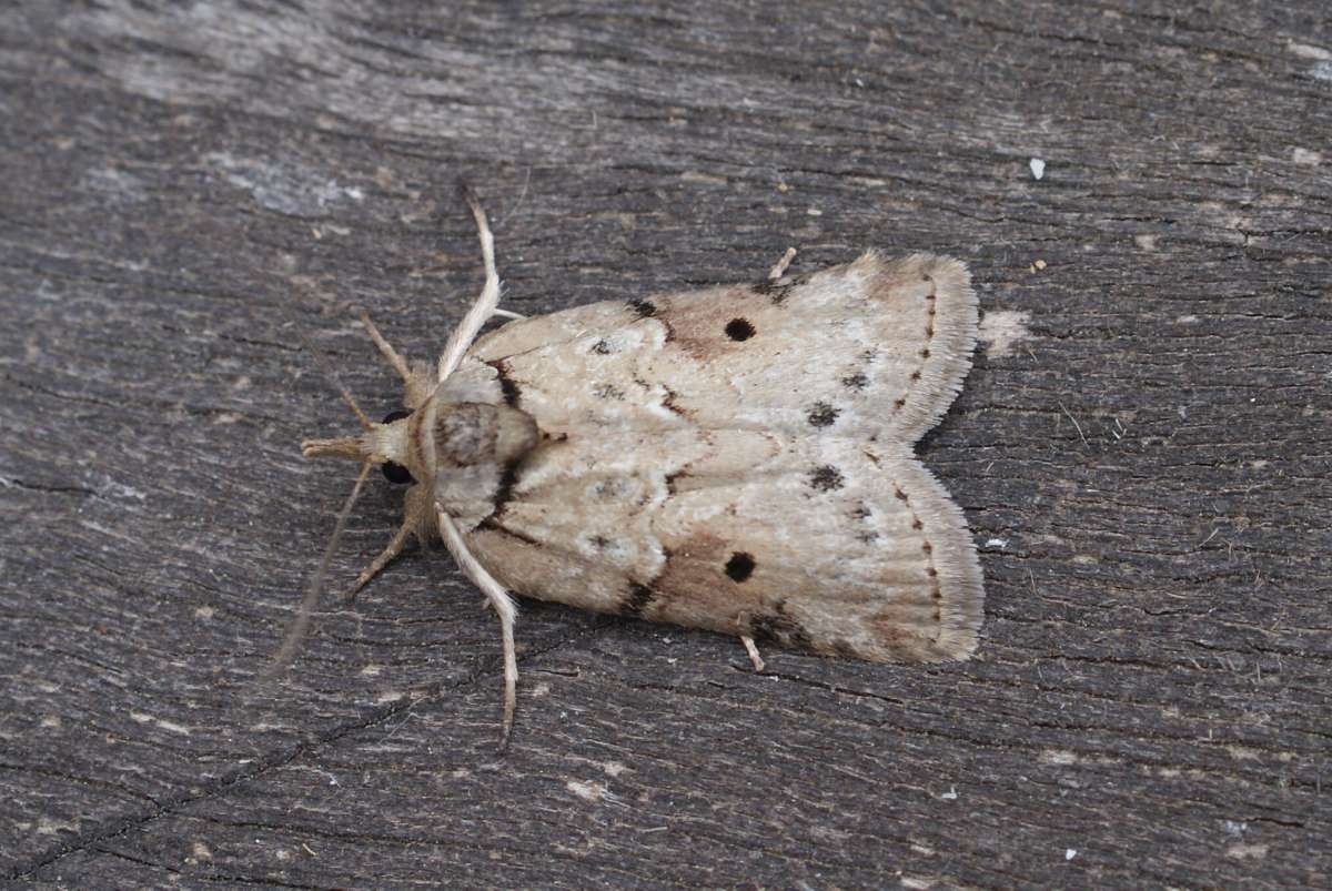 Oak Nycteoline (Nycteola revayana) photographed at Aylesham  by Dave Shenton 