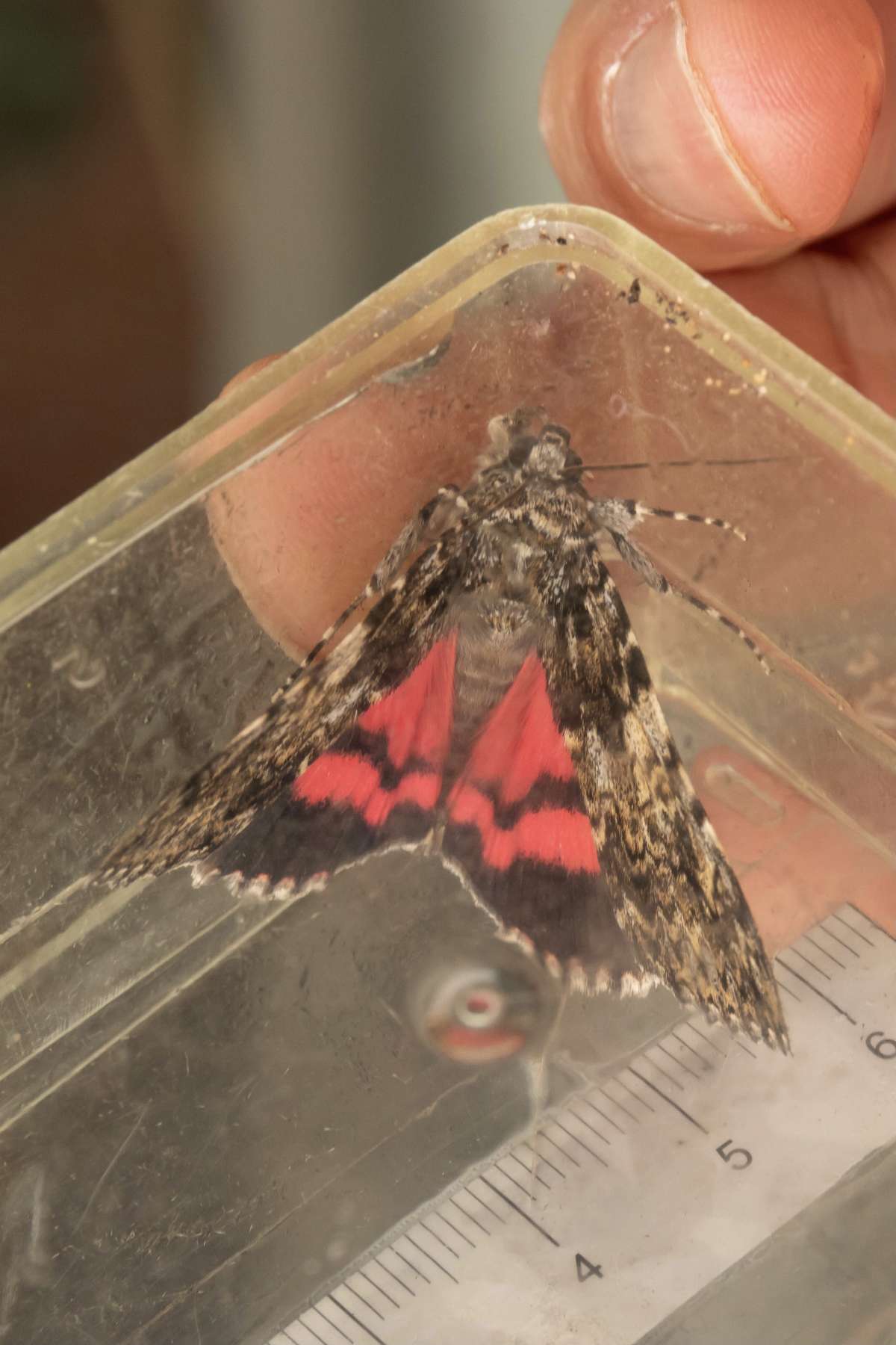 Light Crimson Underwing (Catocala promissa) photographed in Kent by Alex Pemberton