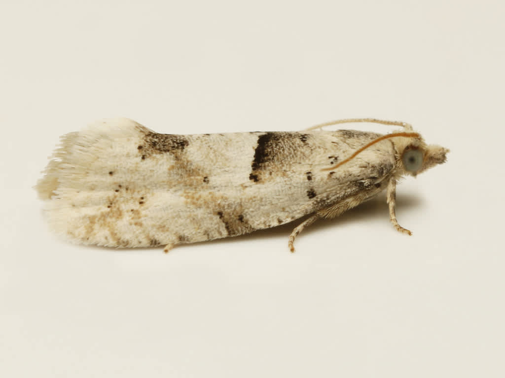 Crescent Bell (Epinotia bilunana) photographed in Kent by David Beadle 