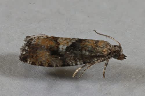 Spruce-bud Moth (Zeiraphera ratzeburgiana) photographed in Kent by Stephen Cutt