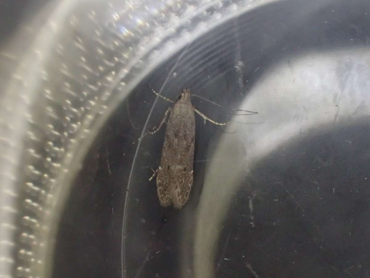 Knotweed Neb (Monochroa hornigi) photographed at Stodmarsh NNR by Dave Shenton 