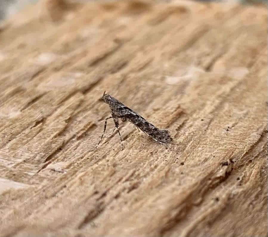 Feathered Slender (Caloptilia cuculipennella) photographed at Rainham  by Andy Millar