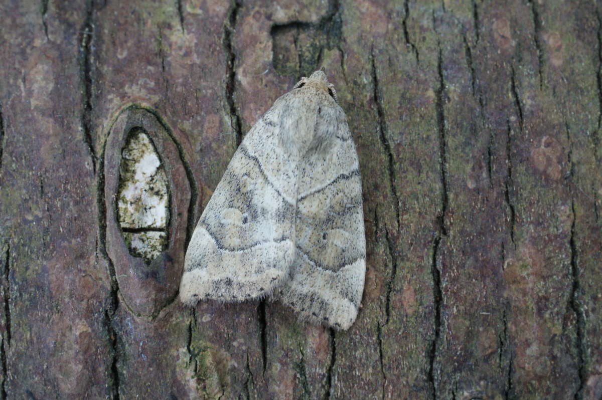 Dun-bar (Cosmia trapezina) photographed at Aylesham  by Dave Shenton 