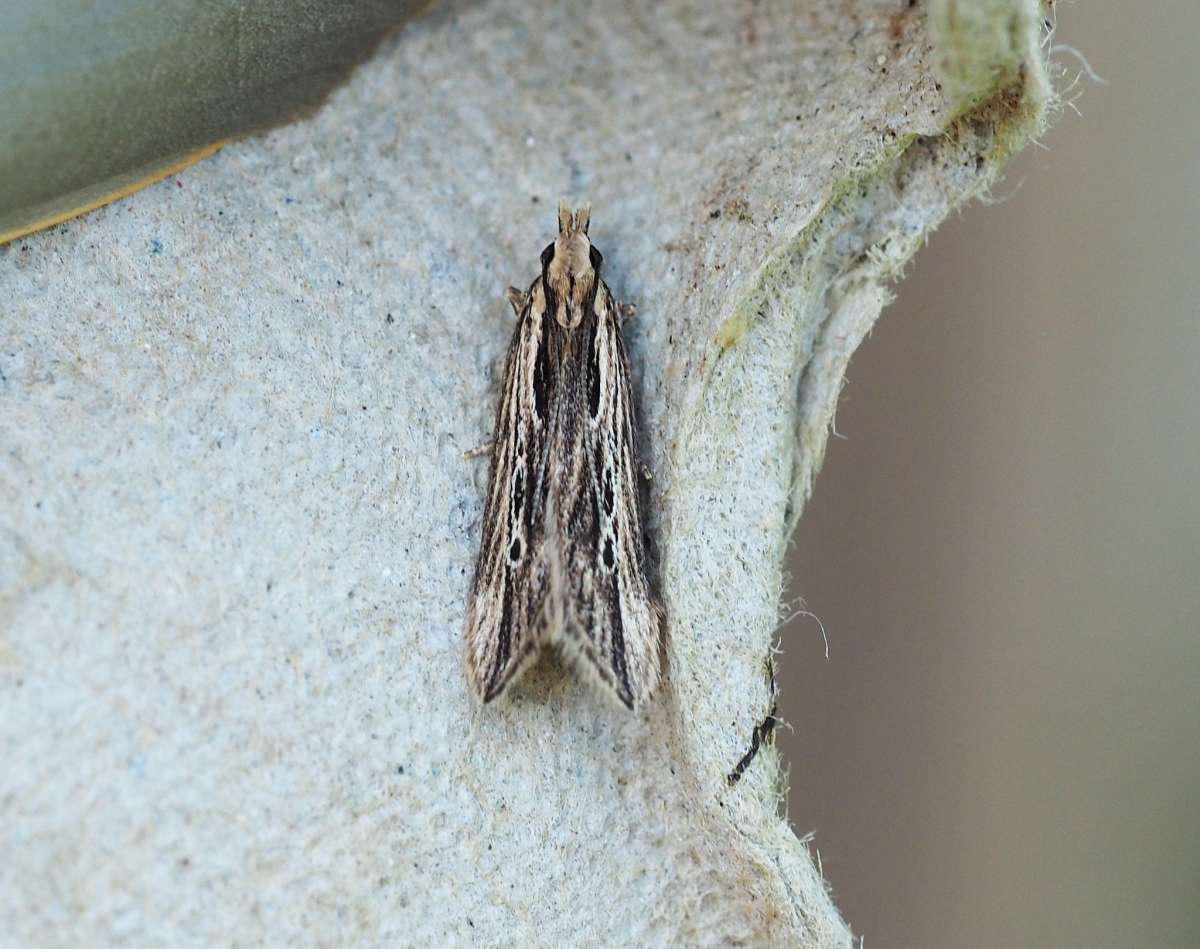 Wainscot Neb (Monochroa palustrellus) photographed in Kent by Simon Warry
